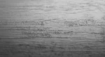 D 4921 Dub Wembley - DOPREDAJ - náhľad